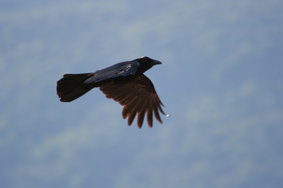 %_tempFileNameIMG_6995%